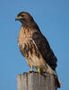 _C093234croofm.jpg